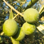 Olive Oil